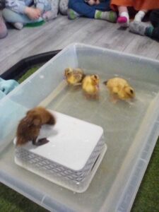 DUCKLINGS