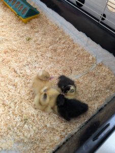 DUCKS